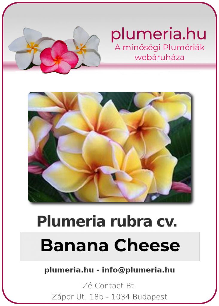 Plumeria rubra "Banana Cheese"