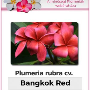 Plumeria rubra - "Bangkok Red"