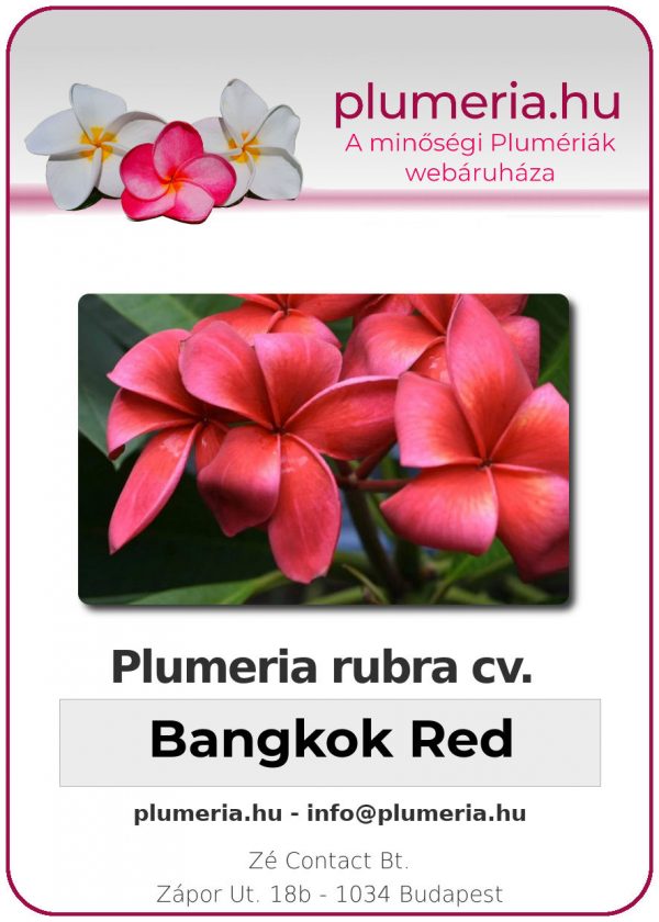 Plumeria rubra - "Bangkok Red"