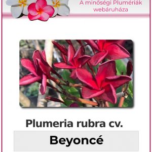 Plumeria rubra - "Beyonce"