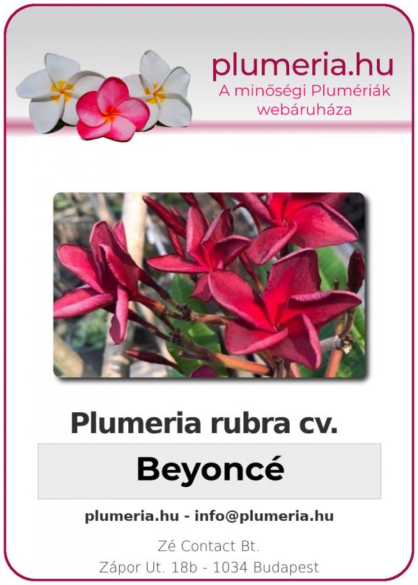 Plumeria rubra - "Beyonce"