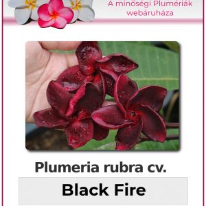 Plumeria rubra - "Black Fire"
