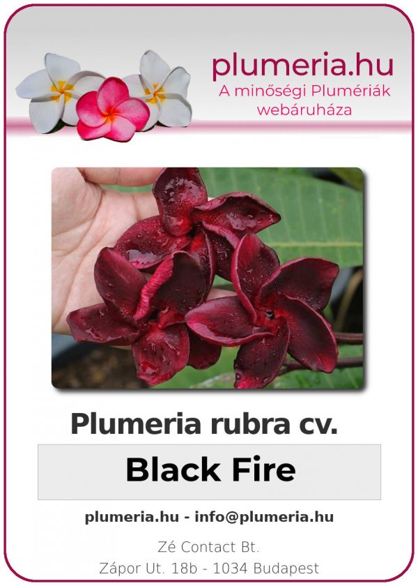 Plumeria rubra - "Black Fire"