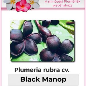 Plumeria rubra - "Black Manop"