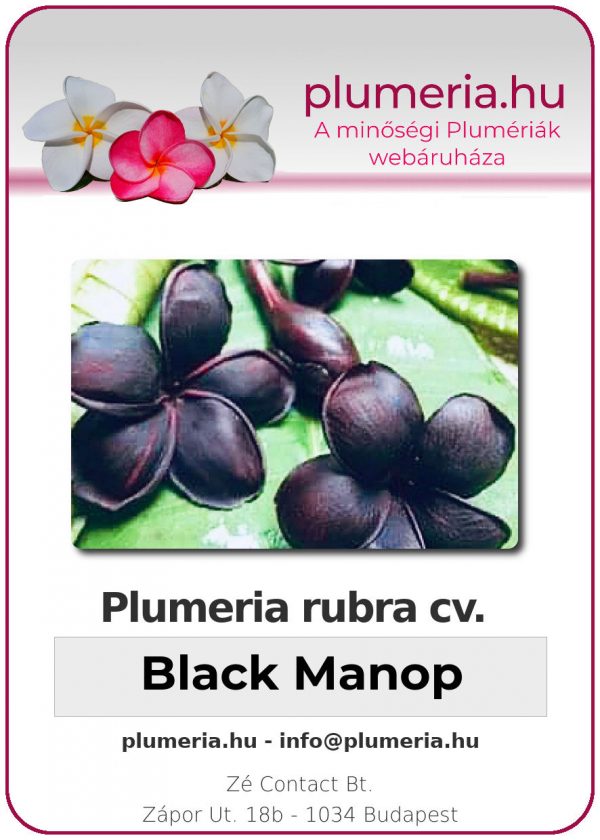 Plumeria rubra - "Black Manop"