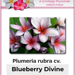 Plumeria rubra - "Blueberry Divine"