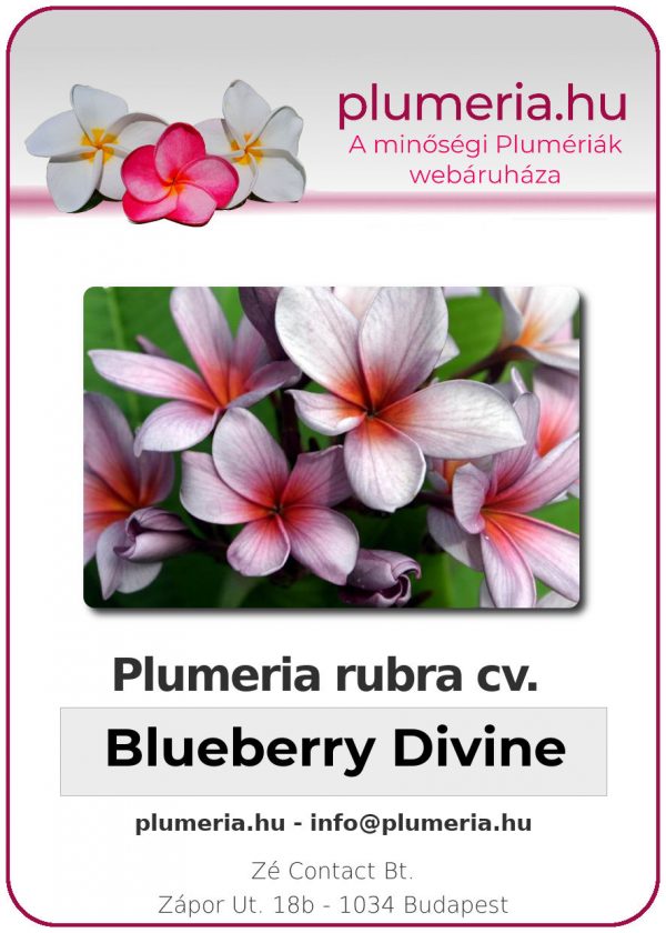 Plumeria rubra - "Blueberry Divine"