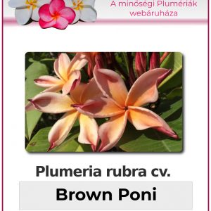 Plumeria rubra - "Brown Poni"