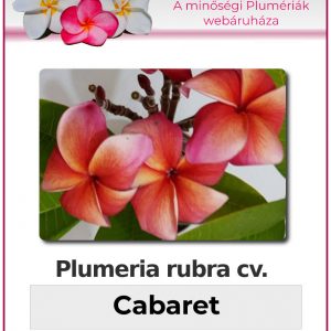 Plumeria rubra - "Cabaret"
