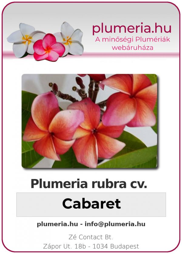 Plumeria rubra - "Cabaret"