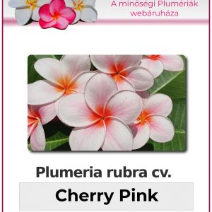Plumeria rubra - "Cherry Pink"