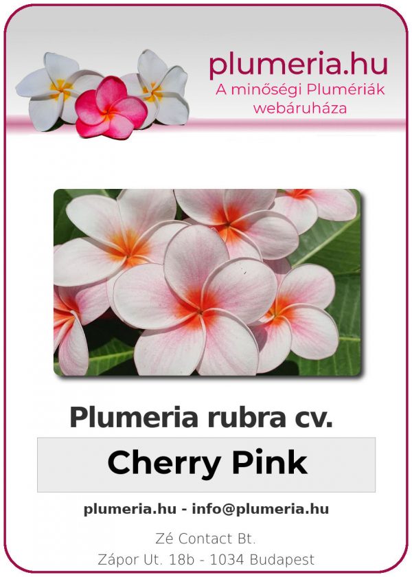 Plumeria rubra - "Cherry Pink"