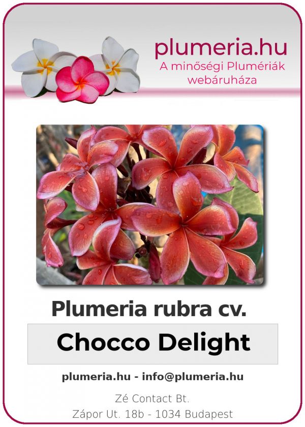 Plumeria rubra - "Chocco Delight"