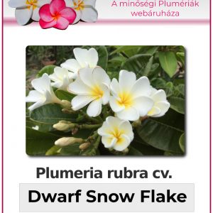 Plumeria rubra - "Dwarf Snow Flake"