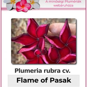 Plumeria rubra - "Flame of Pasak"
