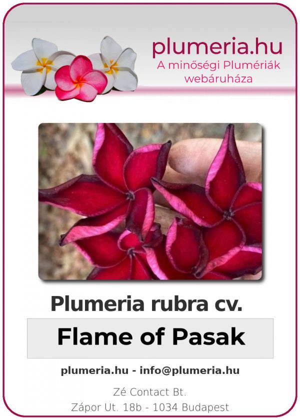 Plumeria rubra - "Flame of Pasak"