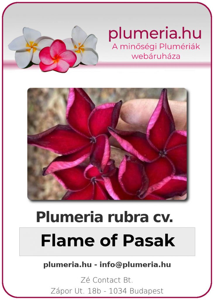 Plumeria rubra "Flame of Pasak"