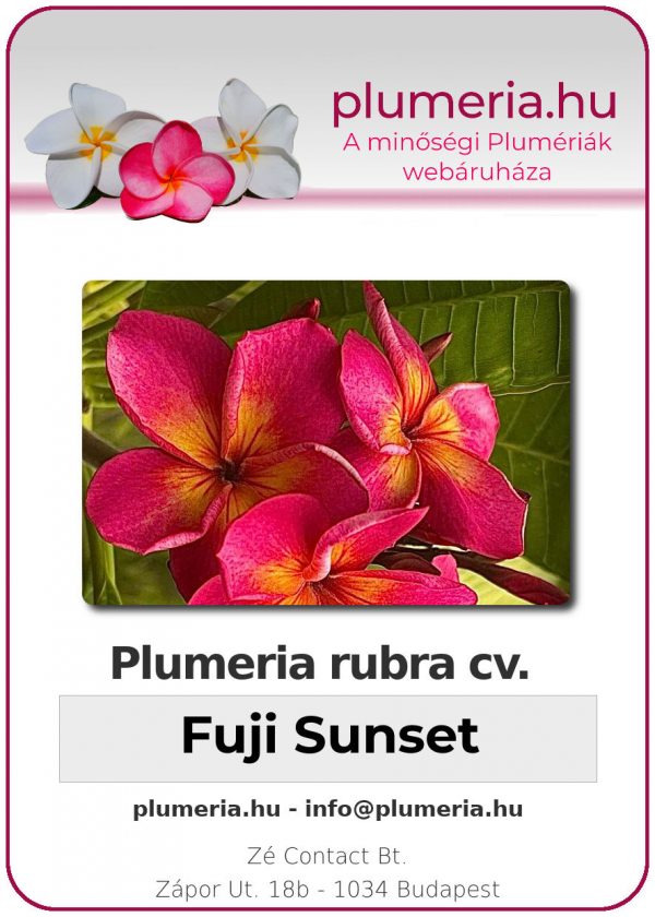 Plumeria rubra - "Fuji Sunset"