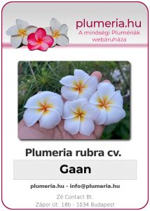 Plumeria rubra - "Gaan"