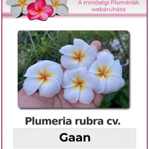 Plumeria rubra - "Gaan"