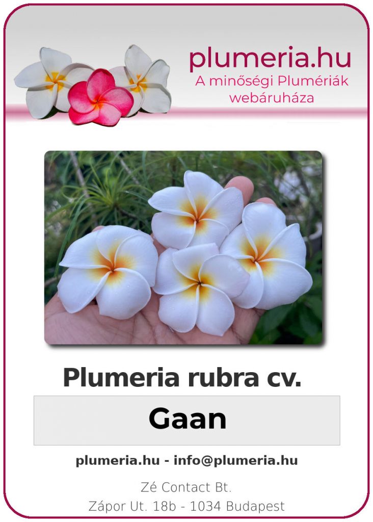 Plumeria rubra "Gaan" - kopasz gyökér