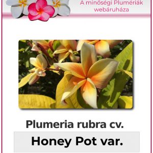 Plumeria rubra - "Honey Pot var"