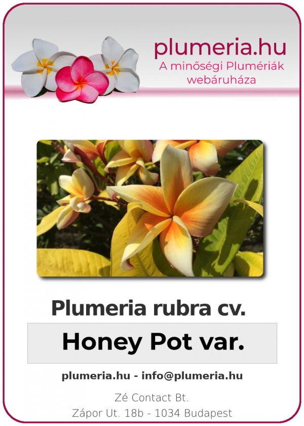 Plumeria rubra - "Honey Pot var"