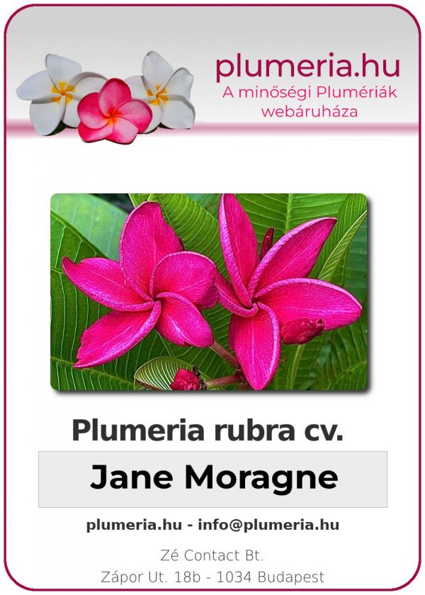 Plumeria rubra - "Jane Moragne"