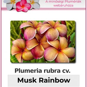 Plumeria rubra - "Musk Rainbow"