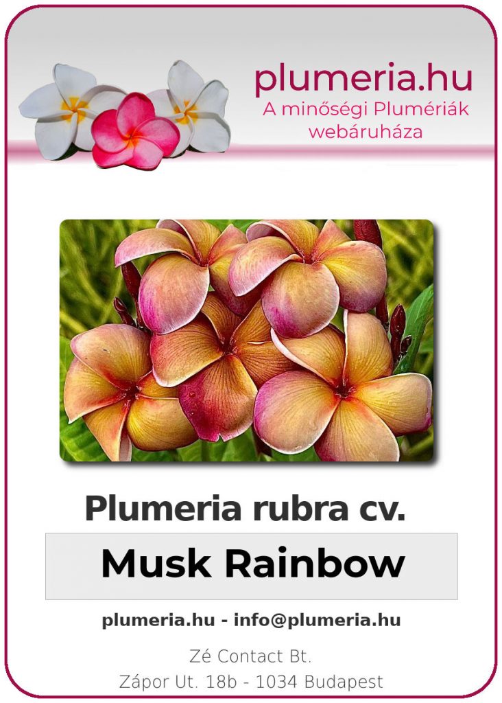 Plumeria rubra "Musk Rainbow"