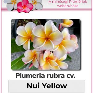 Plumeria rubra - "Nui Yellow"