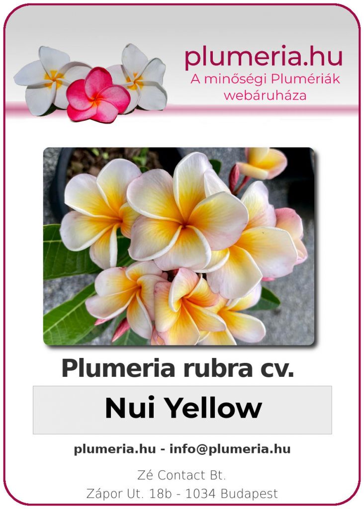 Plumeria rubra "Dwarf Nui Yellow"