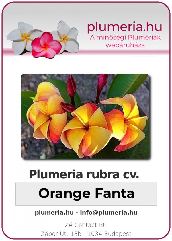 Plumeria rubra - "Orange Fanta"