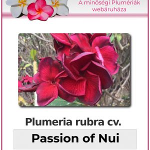 Plumeria rubra - "Passion of Nui"