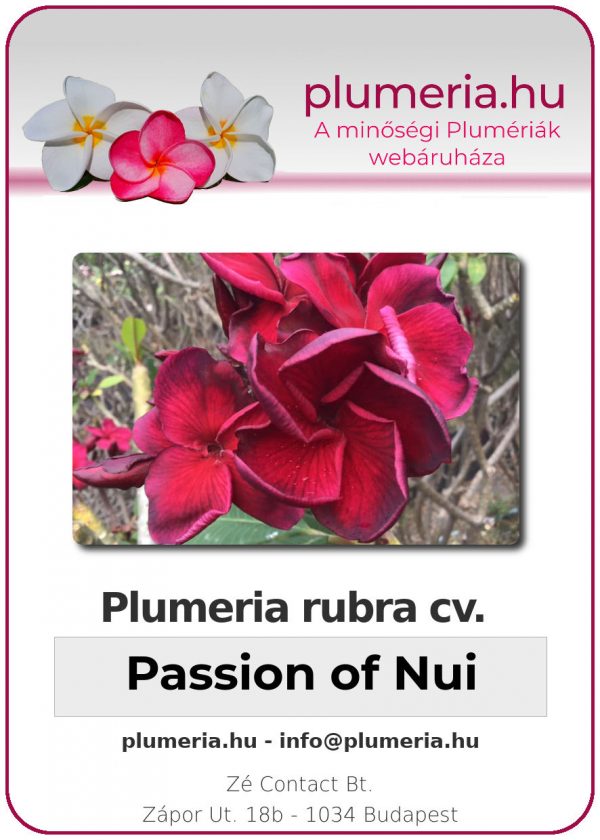 Plumeria rubra - "Passion of Nui"