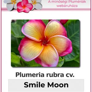 Plumeria rubra - "Smile Moon"
