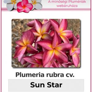 Plumeria rubra - "Sun Star"