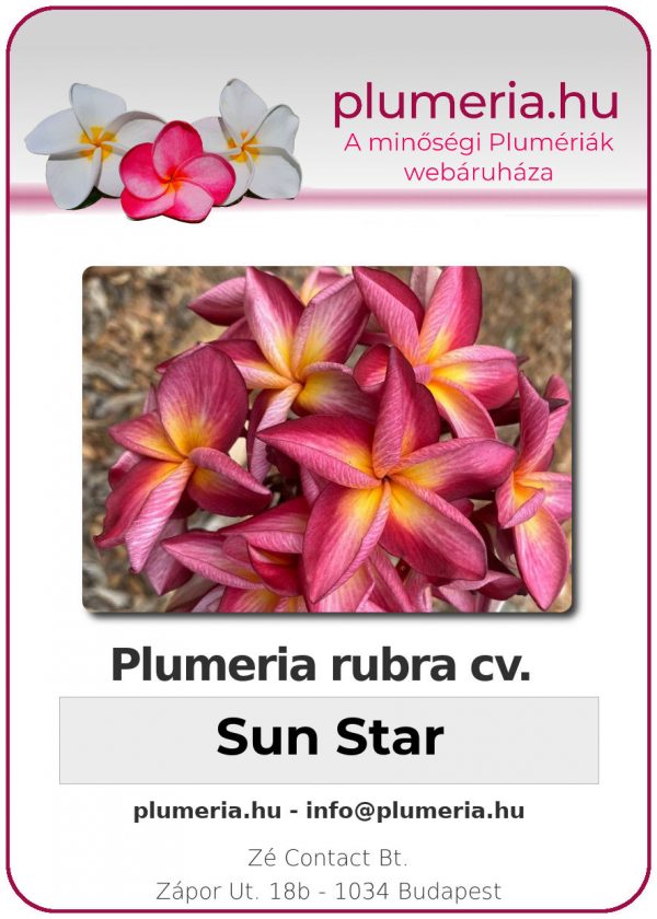 Plumeria rubra - "Sun Star"