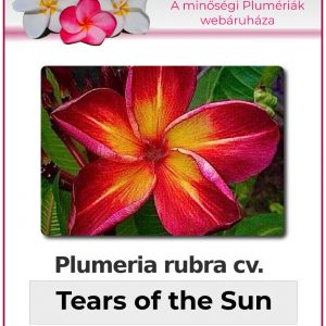 Plumeria rubra - "Tears of the Sun"