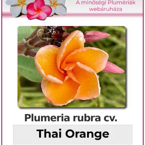 Plumeria rubra - "Thai Orange"