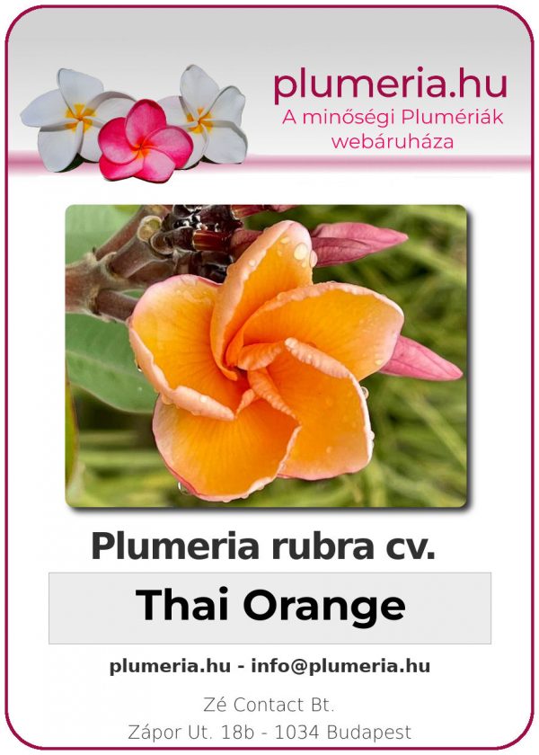 Plumeria rubra - "Thai Orange"