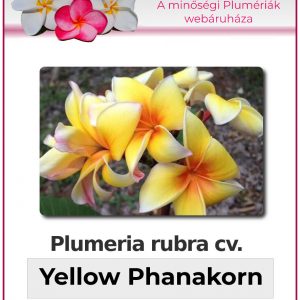 Plumeria rubra - "Yellow Phanakorn"