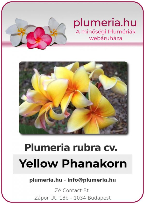 Plumeria rubra - "Yellow Phanakorn"