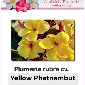 Plumeria rubra - "Yellow Phetnambut"