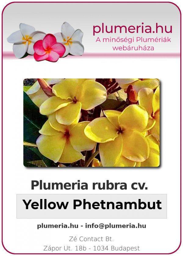 Plumeria rubra - "Yellow Phetnambut"