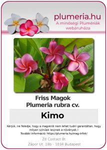 Plumeria rubra "Kimo"