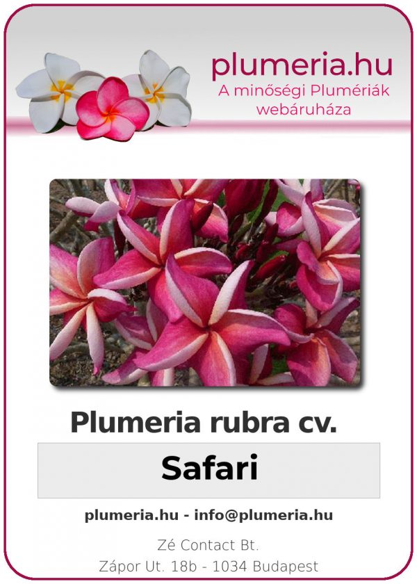 Plumeria rubra - "Safari"