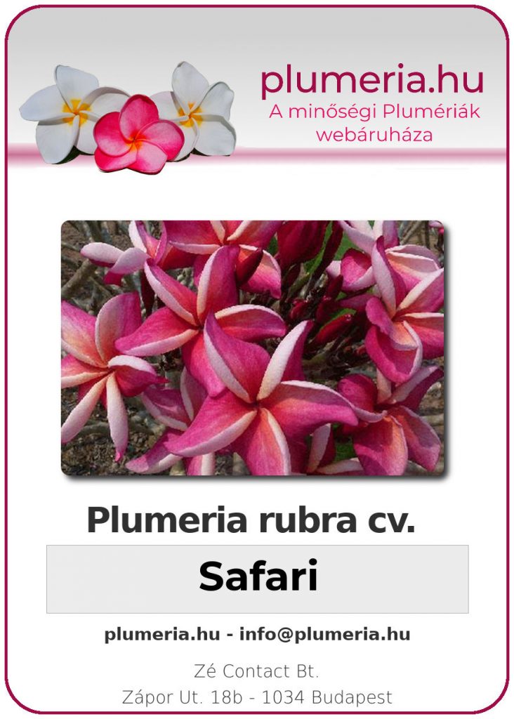 Plumeria rubra "Safari"