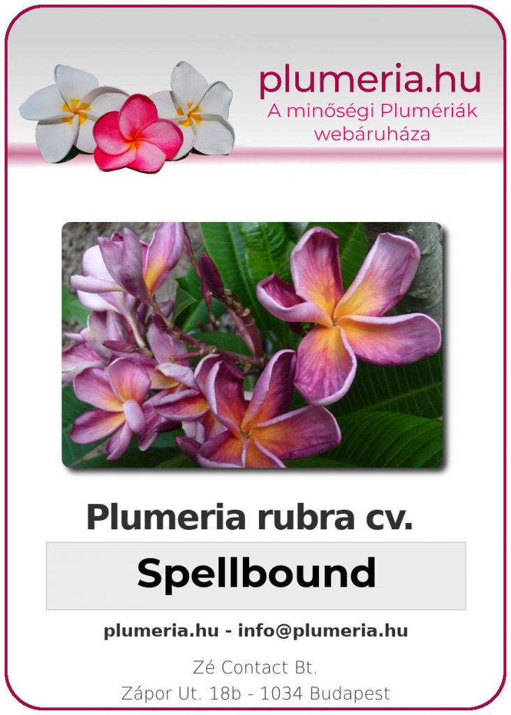 Plumeria rubra "Spellbound"