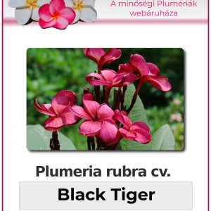 Plumeria rubra - Black Tiger